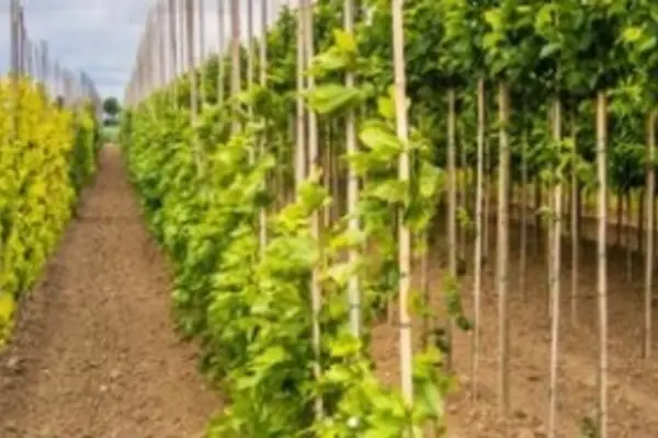 Foto van Boomkwekerij Letteland