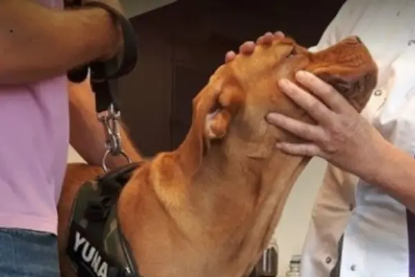 Foto van De Dierenkliniek Hoogeveen