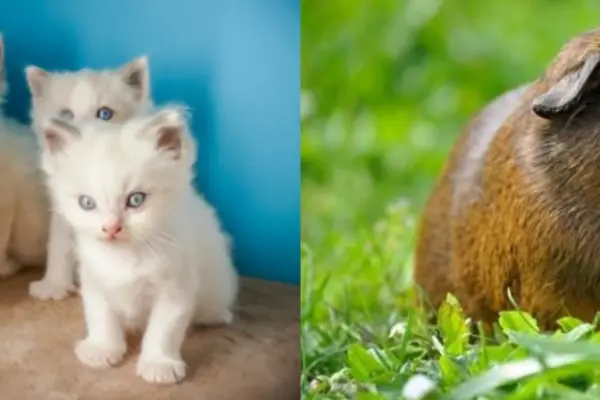 Foto van Dierenartsen Praktijk Boxmeer