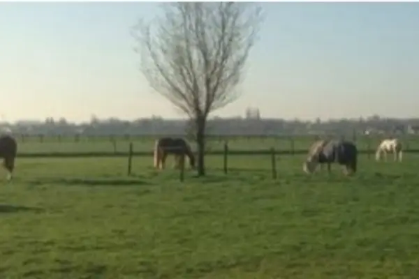 Foto van Horses & Co