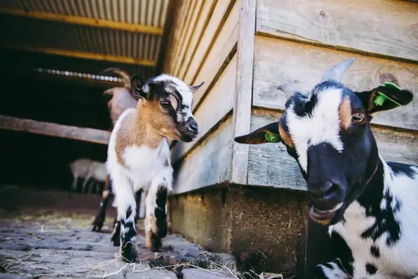 Foto van Kinderboerderij Stadspark