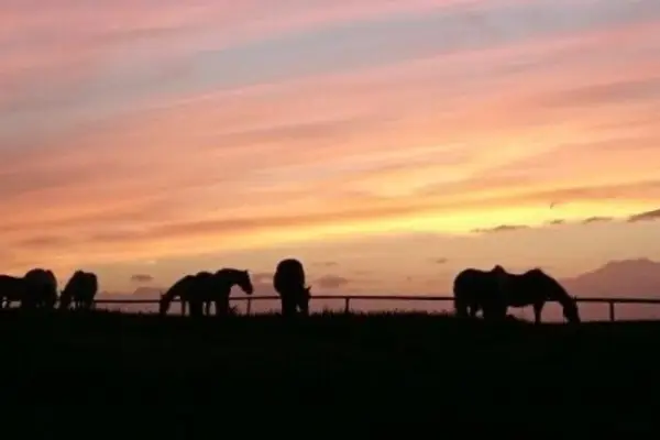 Foto van Les Chevaux
