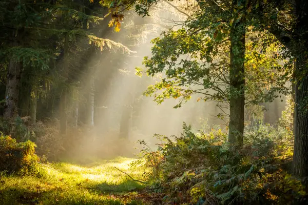 Foto van Natuurbegraafplaats Bos van de Heilige Geest